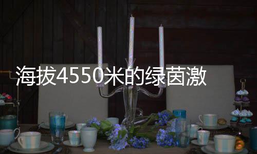 海拔4550米的绿茵激情：玉树少年用热爱踢出“世界波”